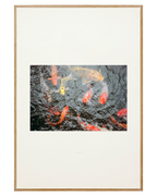 Koi An